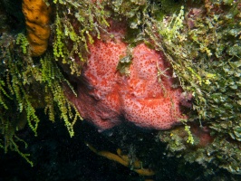 Pink and Red Encrusting Sponge IMG 4447